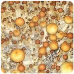 Псилоцибиновые (галлюциногенные)  грибы Psilocybin "Golden Teacher" в Якутске