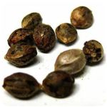 Семена марихуаны АК-47  (Seeds AK-47) в Якутске